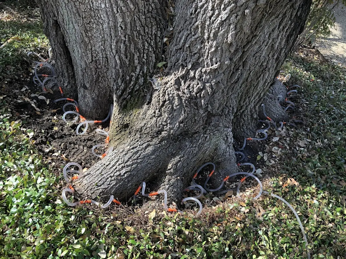 Detailed Tree Cabling and Bracing job site in Spottsville
