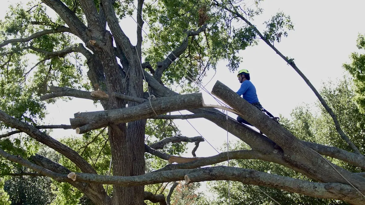 Professional Hazardous Tree Removal performed by certified arborists in Spottsville