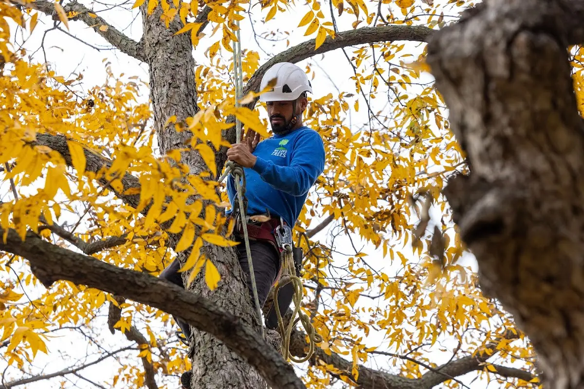 Skilled Tree Planing crew working in Spottsville